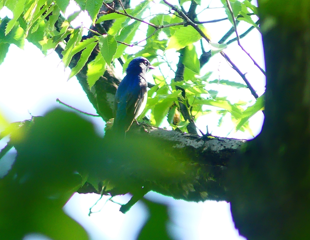 P4920656：オオルリ（オス）_R