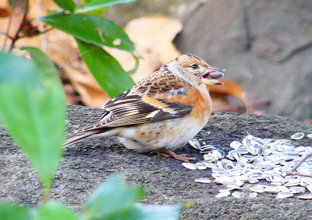 P1710090：アトリ_R