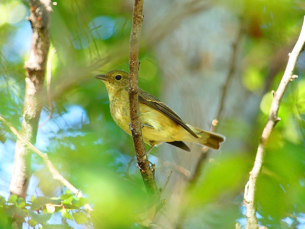 P4430820：キビタキ（メス）_R