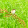 P1970857：セッカ_R