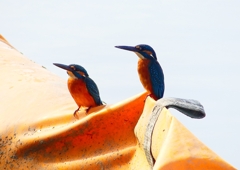 P4480411：カワセミ（オス）_R