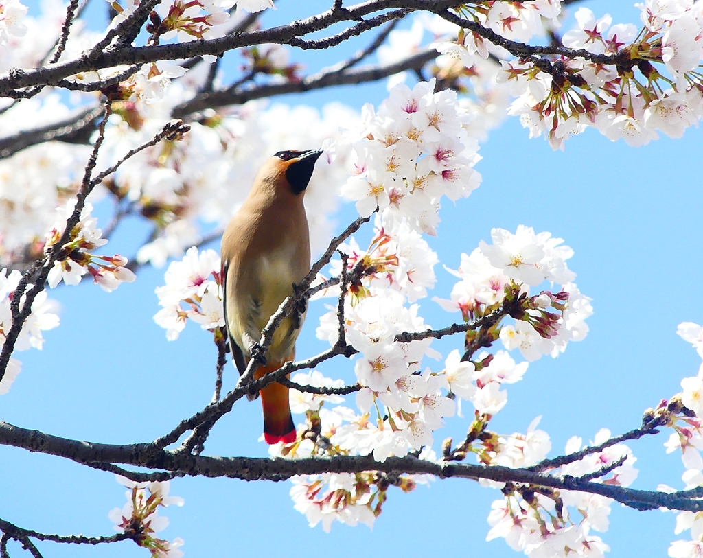 P3970009：桜にヒレンジャク_R