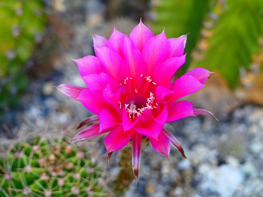 P4240687：サボテンの花_R