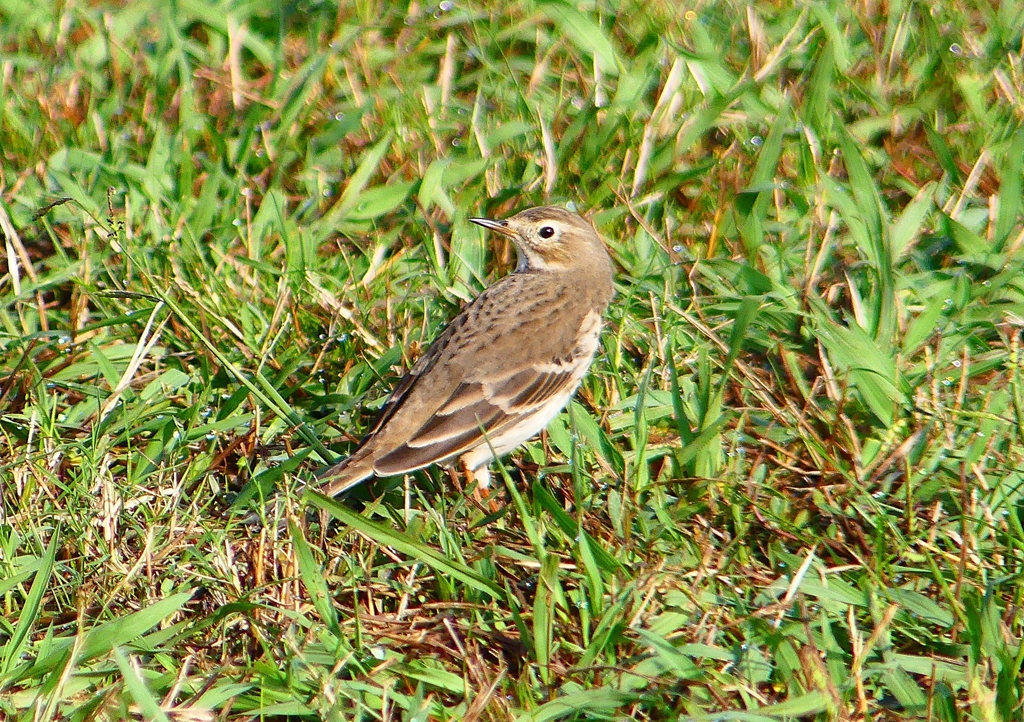 P1350147：タヒバリ_R