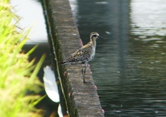 P1200463：ムナグロ_R