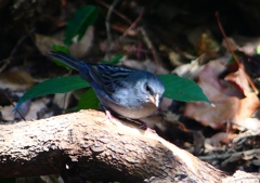 P1760595：クロジ_R