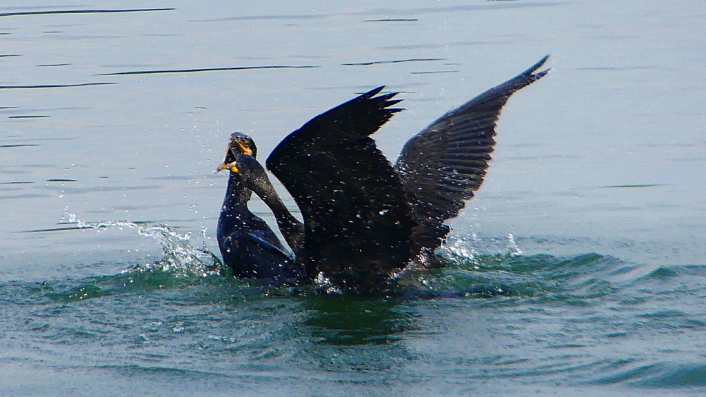 P1110809：カワウのバトル_R