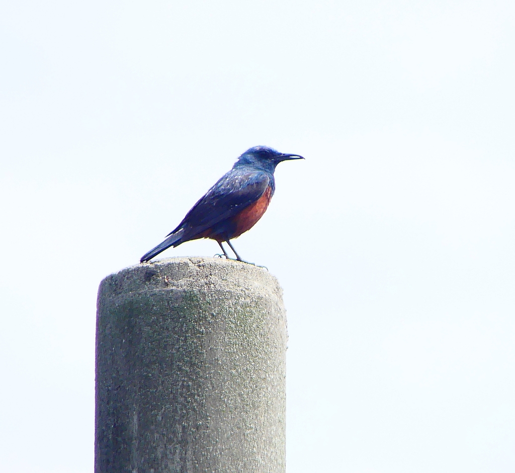 P1020236：イソヒヨドリ（オス）_R