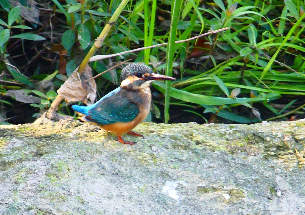 P1270732：カワセミ（メス）_R