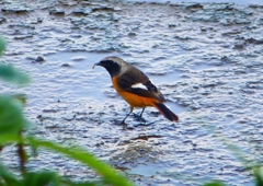 P1350080：ジョウビタキ（オス）_R