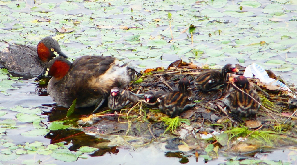 P1020757：カイツブリ親子_R