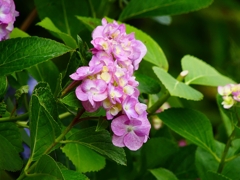 P4180818：アジサイ_R