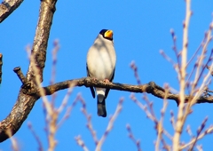 P1770559：イカル_R