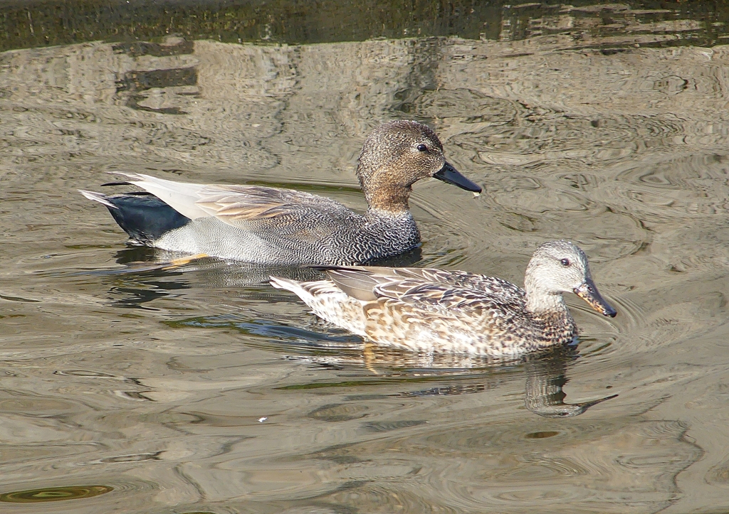 P1570554：オカヨシガモ_R