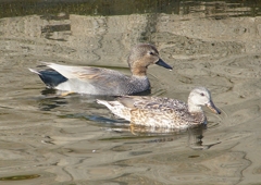 P1570554：オカヨシガモ_R
