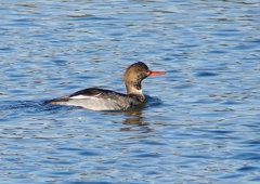P1520054：ウミアイサ_R