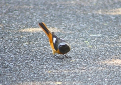 P1310006：ジョウビタキ（オス）_R
