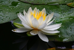 P4170759：睡蓮_R