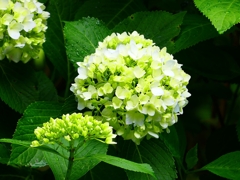 P4170857：紫陽花_R