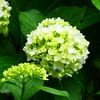 P4170857：紫陽花_R