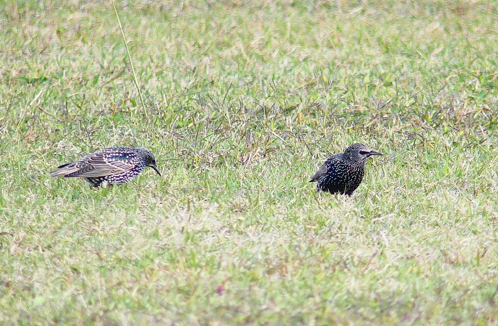 P4500089：ホシムクドリ_R