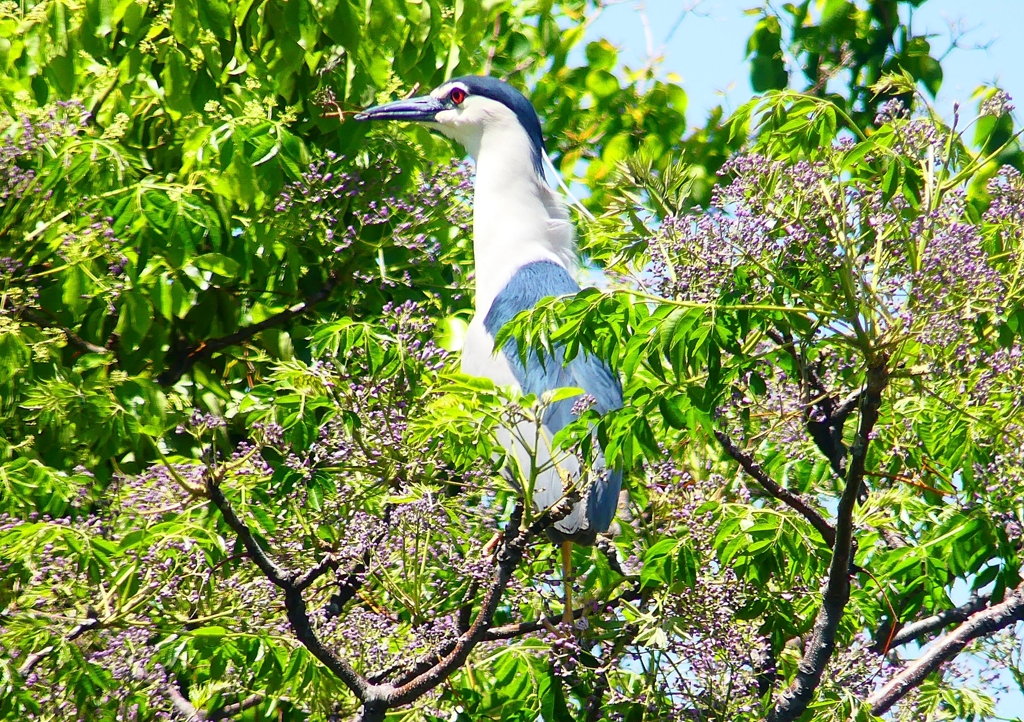 P2010665：ゴイサギ_R
