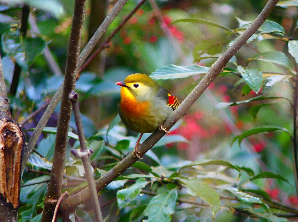 P4570513：ソウシチョウ_R