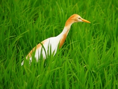 P1060137：アマサギ_R
