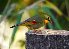 P1520441：ソウシチョウ_R