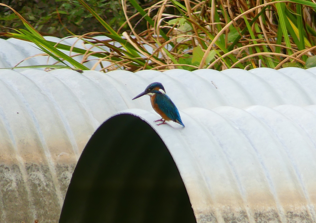 P1160300：カワセミ（オス）_R