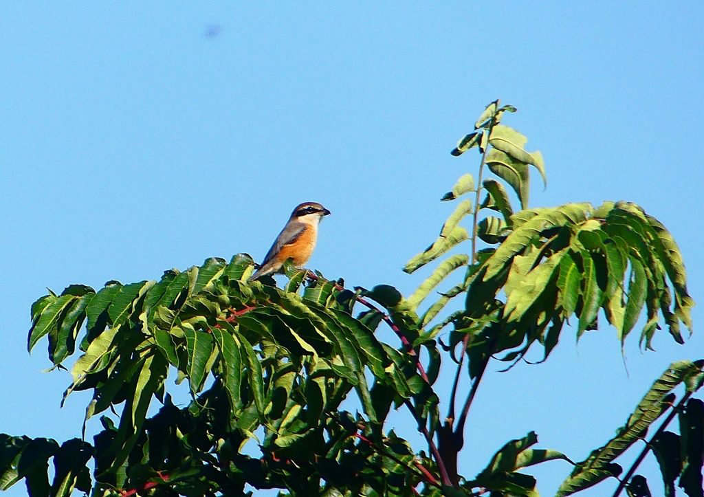 P1300786：モズ（オス）_R