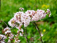 P4870426：背割堤の桜_R