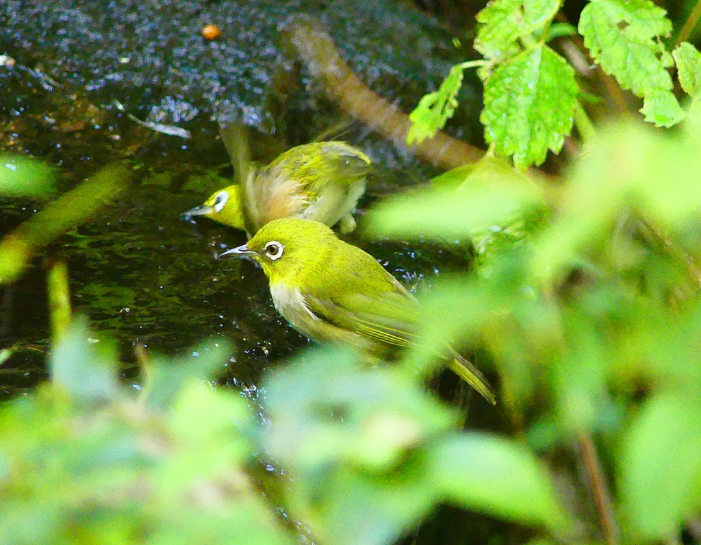 P4260728：メジロ_R