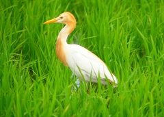 P1060071：アマサギ_R
