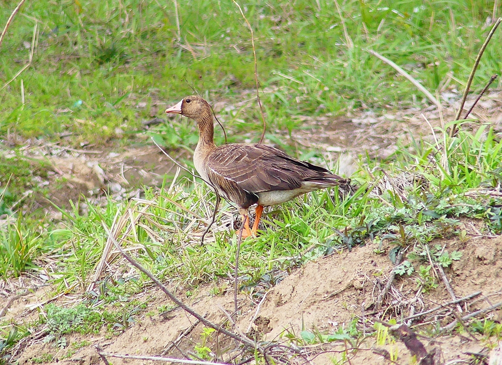 P4850554：マガン_R