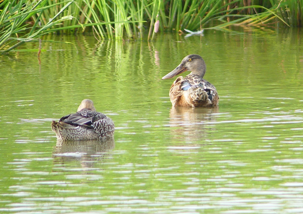 P1230375：ハシビロガモ_R