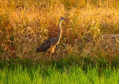 P1400005：ムラサキサギ_R