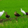 P4200791：コサギ、カルガモ_R