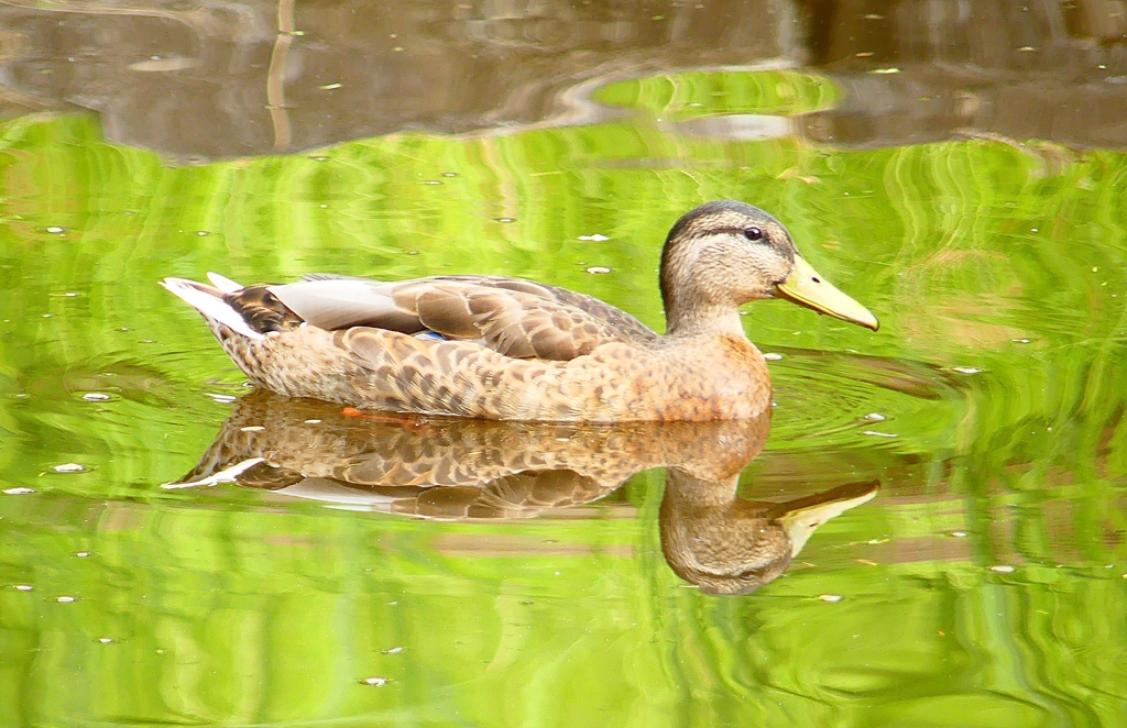 P1120002：マガモ_R