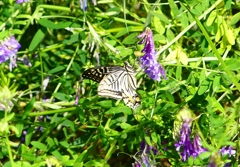 P4120378：ナミアゲハ_R