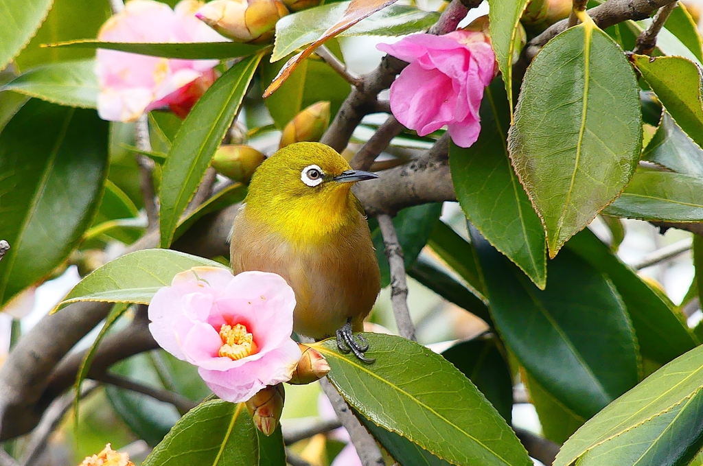 P4710025：メジロ_R