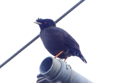 P1440432：ハッカチョウ_R