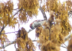 P1930824：ニュウナイスズメ_R