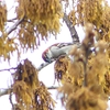 P1930824：ニュウナイスズメ_R