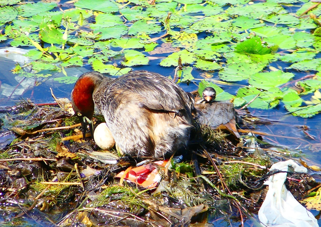 P1110489：カイツブリ_R