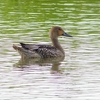 P1230336：オナガガモ_R