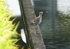 P1200459：ムナグロ_R