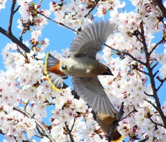 P3990046：桜にキレンジャク_R