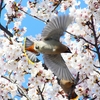 P3990046：桜にキレンジャク_R