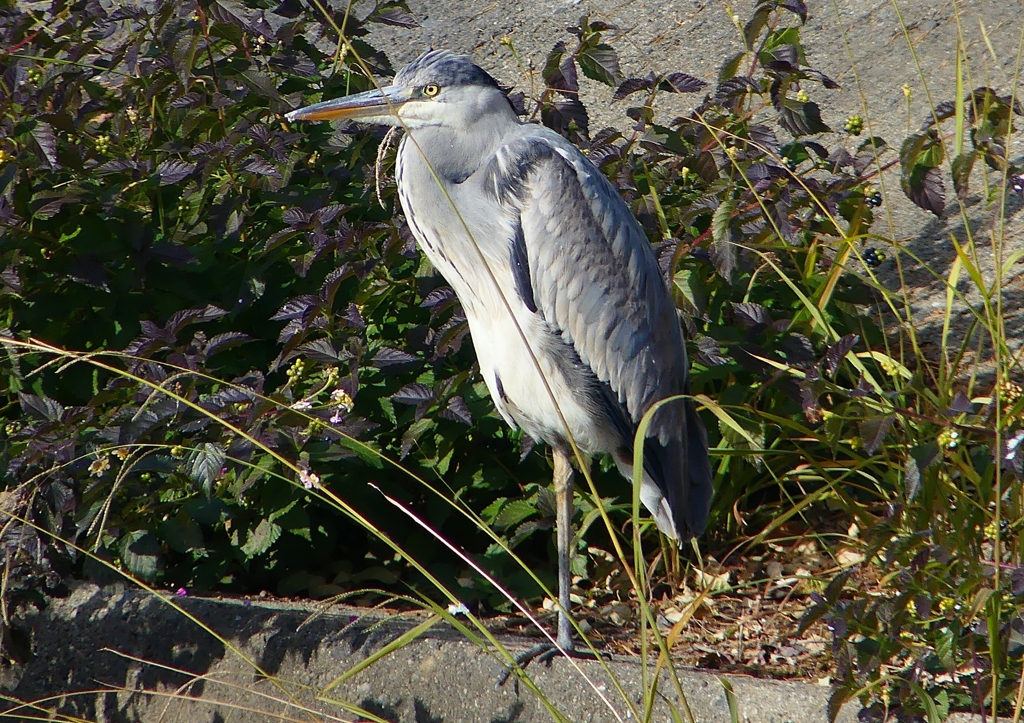 P1580362：アオサギ_R